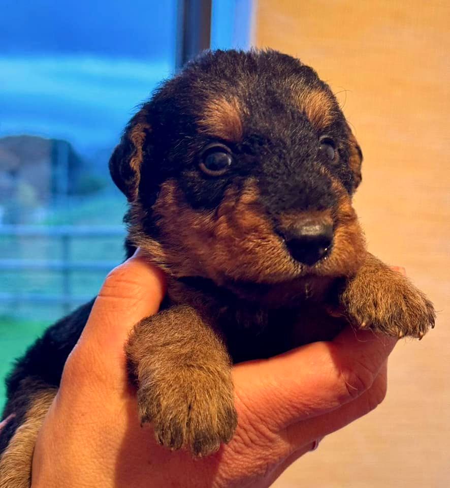 Emmanuelle Fert - Chiot disponible  - Airedale Terrier