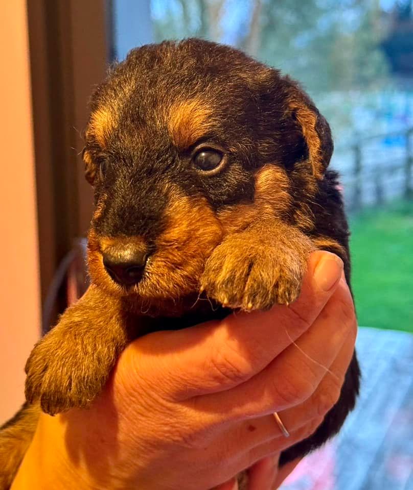 Emmanuelle Fert - Chiot disponible  - Airedale Terrier