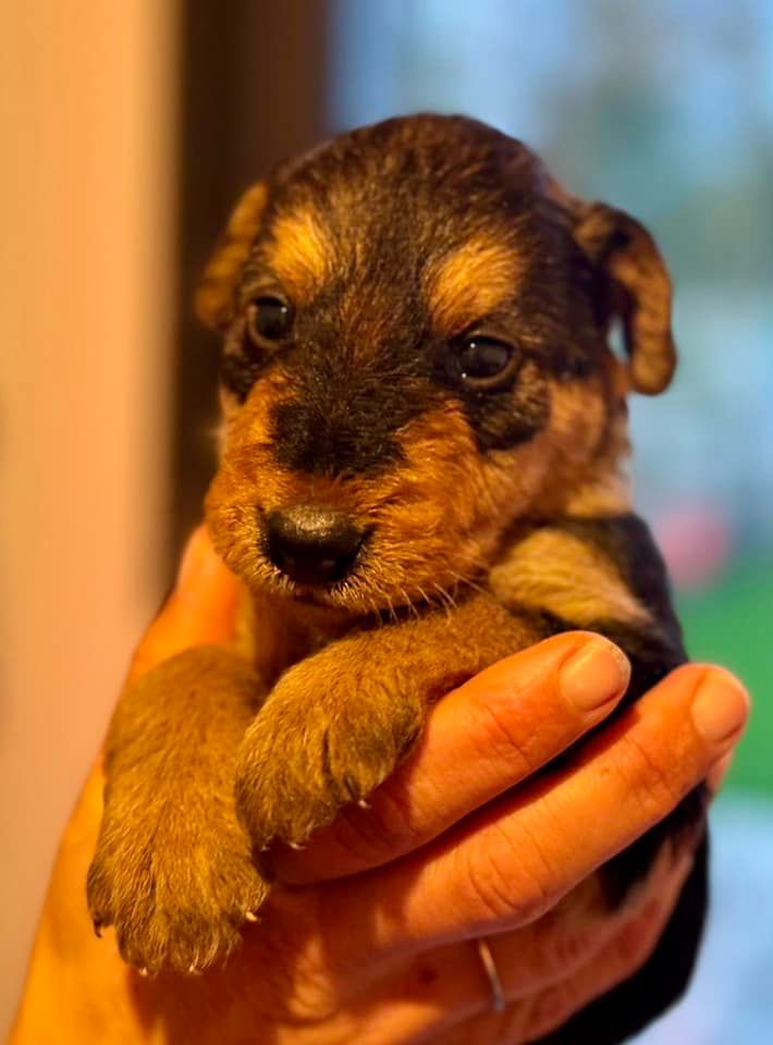 Emmanuelle Fert - Chiot disponible  - Airedale Terrier