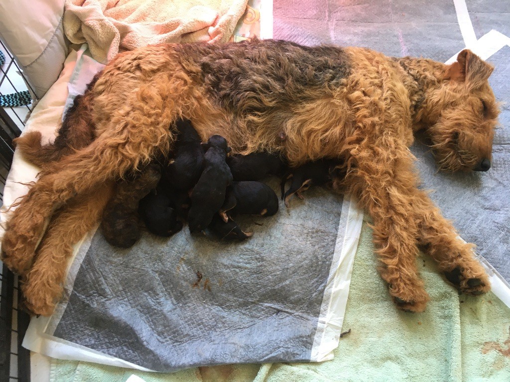 chiot Airedale Terrier Emmanuelle Fert