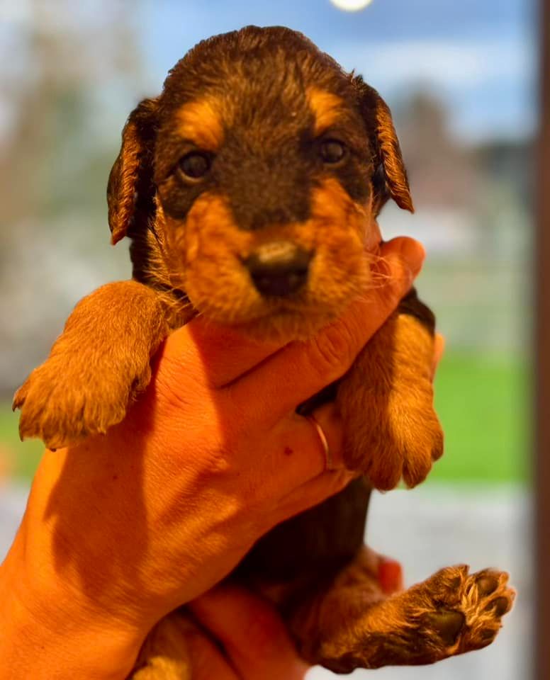 Emmanuelle Fert - Chiot disponible  - Airedale Terrier