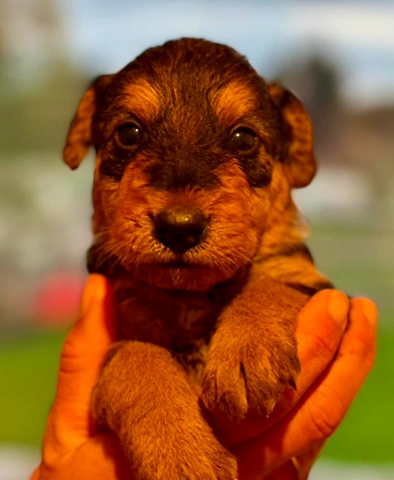 Emmanuelle Fert - Chiot disponible  - Airedale Terrier