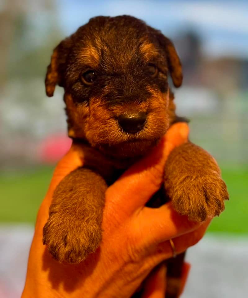 Emmanuelle Fert - Chiot disponible  - Airedale Terrier