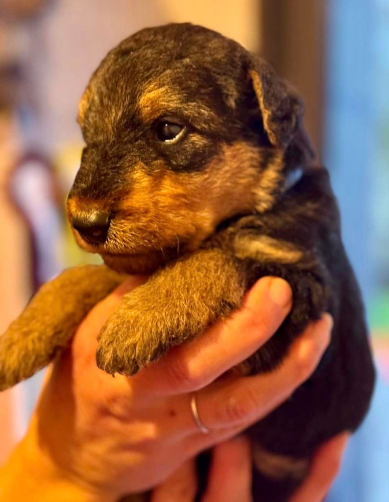 Emmanuelle Fert - Chiot disponible  - Airedale Terrier