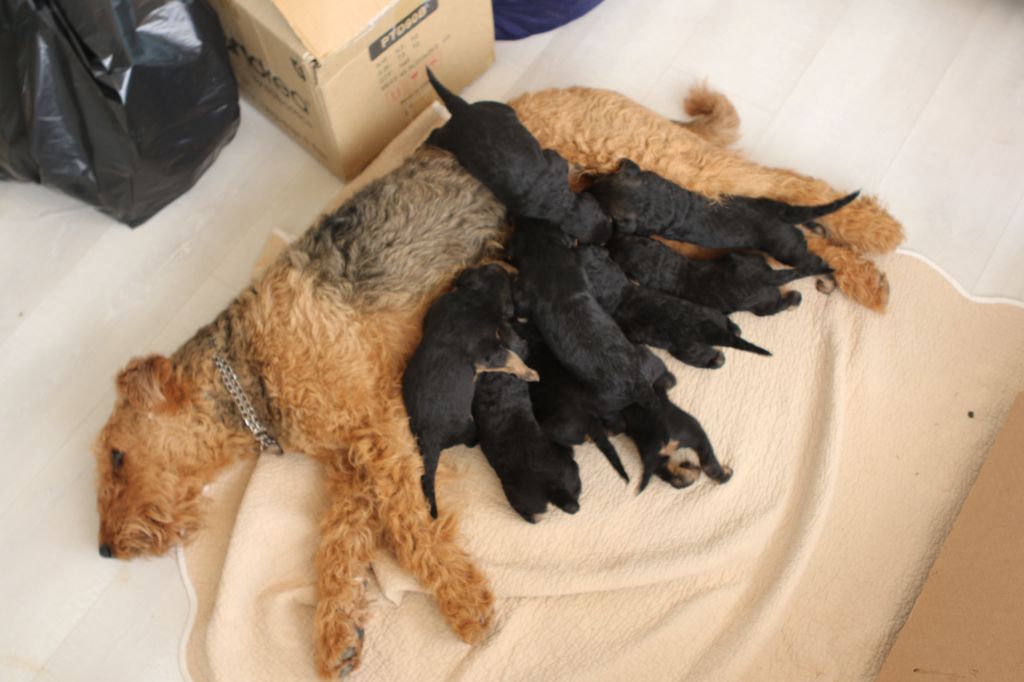 Emmanuelle Fert - Chiots disponibles - Airedale Terrier