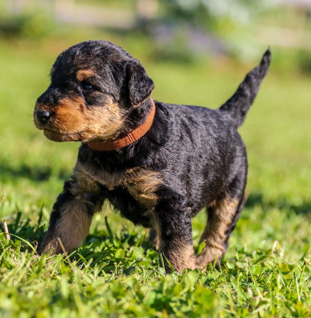 Emmanuelle Fert - Chiots disponibles - Airedale Terrier