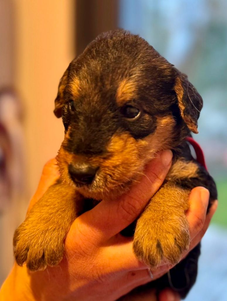 Emmanuelle Fert - Chiots disponibles - Airedale Terrier