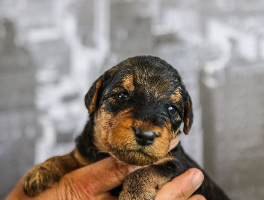 Emmanuelle Fert - Chiots disponibles - Airedale Terrier
