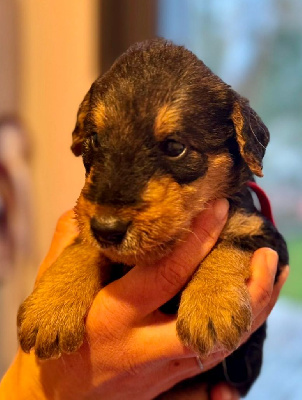 CHIOT 5