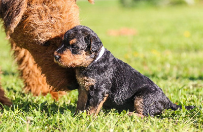 CHIOT 8