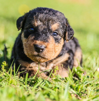 CHIOT 6