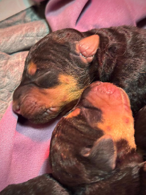 CHIOT 7