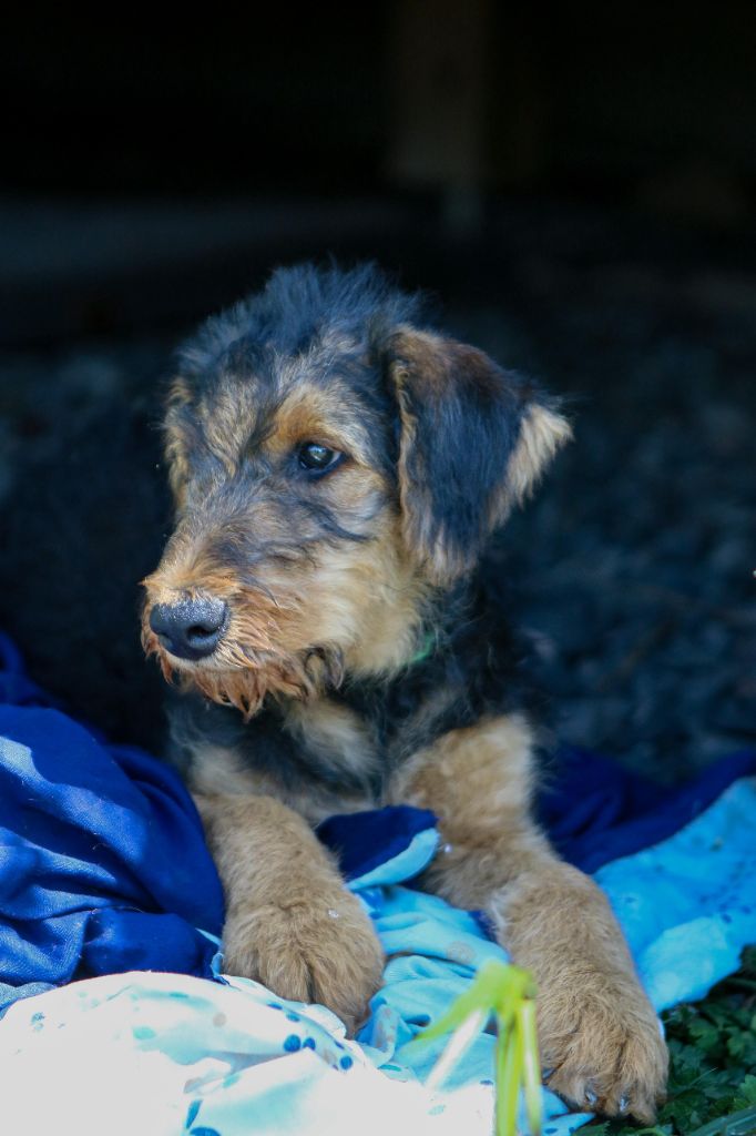 Emmanuelle Fert - Chiots disponibles - Airedale Terrier