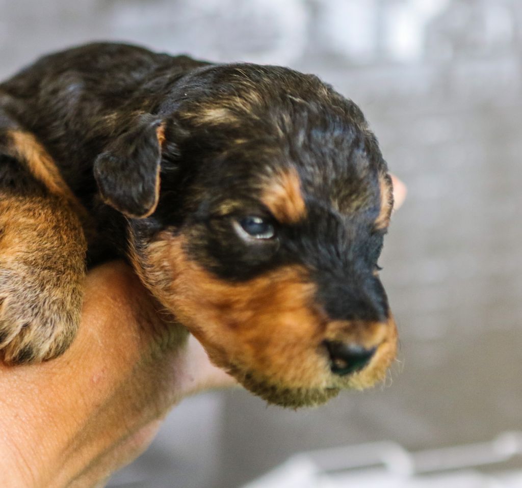 Emmanuelle Fert - Chiots disponibles - Airedale Terrier