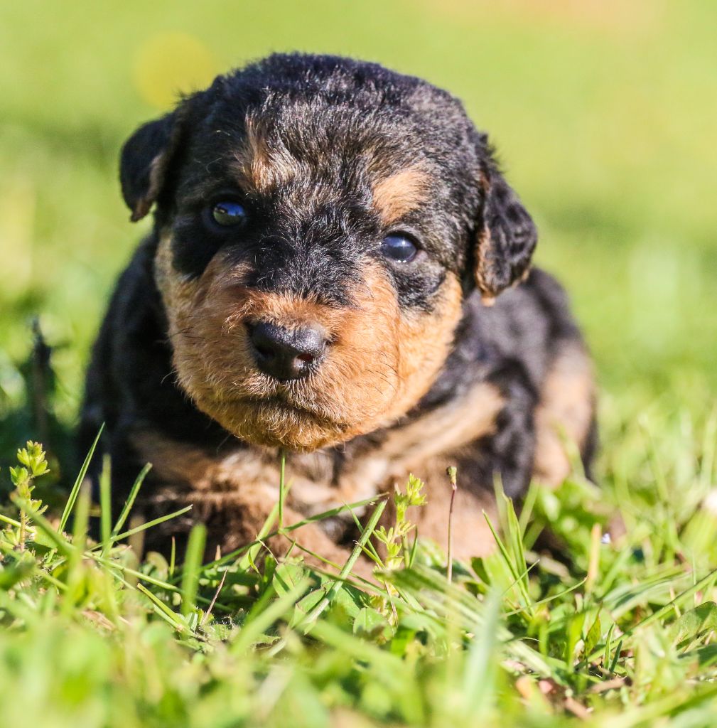 Emmanuelle Fert - Chiots disponibles - Airedale Terrier