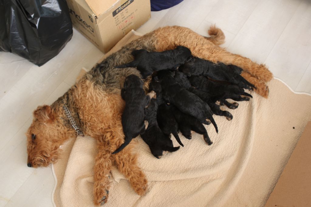 Chiot Airedale Terrier Emmanuelle Fert