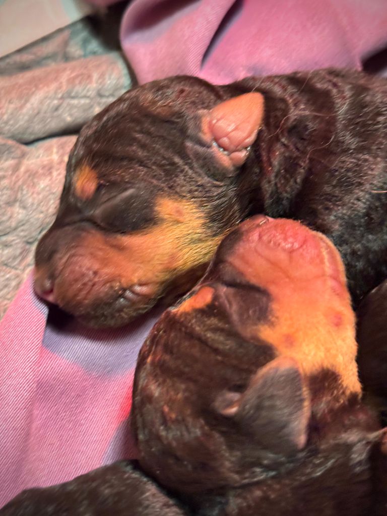 Emmanuelle Fert - Chiots disponibles - Airedale Terrier